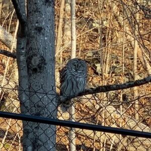 Patti Hansen Instagram - Our wonderful friend is still here 🦉
