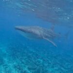 Paula Malia Instagram - Holiday in the Maldives? Boutique Beach is located on Dhigurah in South Ari Atoll, Maldives. We are in the Marine Protected Area where Whale Sharks can be encountered all year around, snorkelling or diving. All inclusive Dive Hotel, with own PADI 5 Star Center with Nitrox available. We are offering all-inclusive packages with room and Diving or Excursion/Snorkeling. For booking and more information link in bio Email - bookings@boutiquebeach.club Big pleasure meeting you @paulamalia & @dani_delaorden - we can’t wait to see you back for diving 💙 BB Family