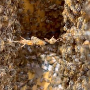 Pauline Chalamet Instagram - 🐝 happy bee day 🐝

melliferous - producing or yielding honey. 

in a sentence: 
one can plant local melliferous plants, filled with pollen and nectar, to help honey bees do their job. 

festooning - when bees form a single line to build or repair honey comb. 

in a sentence:
@howsyourdayhoney ‘s bees are festooning and it is utterly captivating. 

@guerlain #guerlainbeeschool