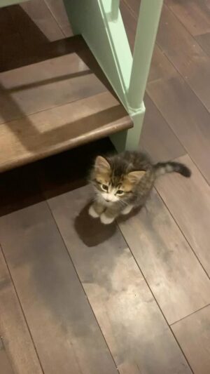 Pénélope McQuade Instagram - Décéder de cuteness. L’Arche de Péné. Gardienne des animaux. @refugeanimex