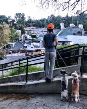 Perrey Reeves Instagram - Oh #hollywoodbowl we will miss you this summer!