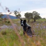 Philippa Northeast Instagram - I love long walks, chewing bark, human’s feet, watching the birds, guard puppin’, eating poo (not my own, I’m not an animal!) and generally, just being a dog digitty doggo.