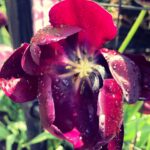 Piper Perabo Instagram – Early summer.