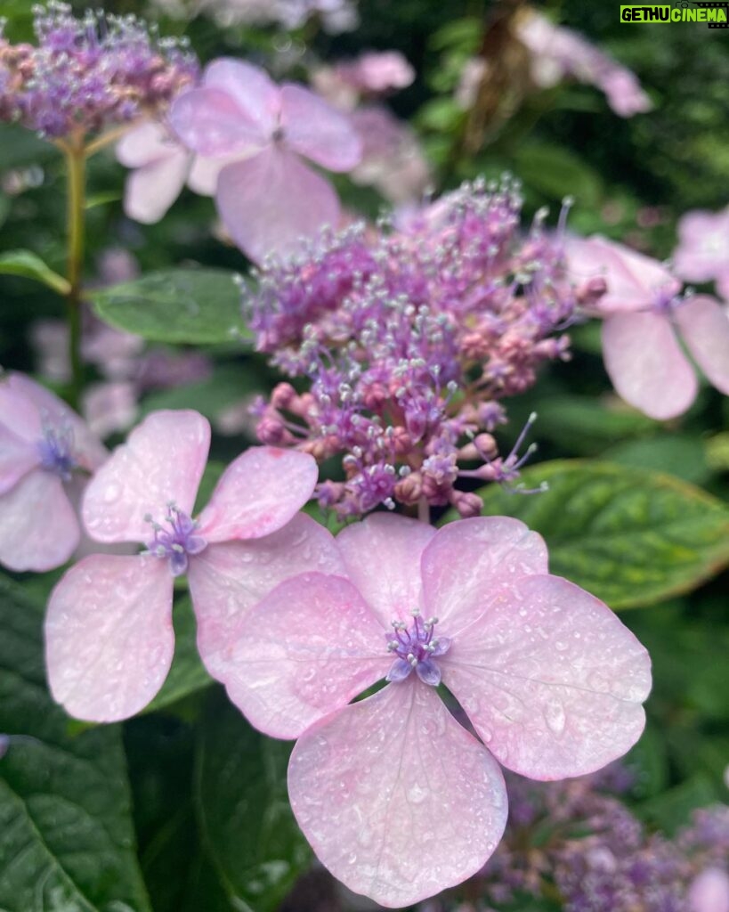Piper Perabo Instagram - Hydrangea season begins. “He called hydrangeas purple. And they were. Not fixed and deadly, (like a curving line That merely makes a ring). It was a purple changeable to see. And so hydrangeas came to be.” -Wallace Stevens – first stanza of Anecdote of the Abnormal
