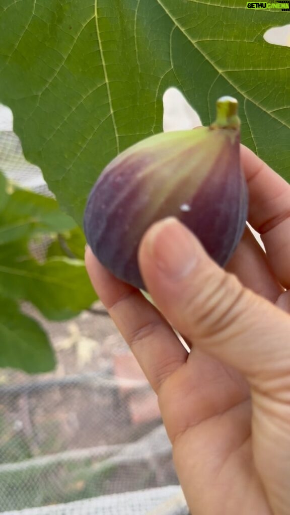 Poh Ling Yeow Instagram - Brown turkey figs! Ripper crop of 4. Have about 8 more on the tree 😂. Like I always say. Better than a kick in the bum! Apologies for my unco camera work. May have got a bit excited with picking and my ambidextetity went out the window 😅 #figs #gardening #homegrown #vegepatch #organic #gardener