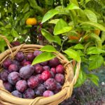 Poh Ling Yeow Instagram – For me, Summer in Australia is all about the stone fruit 🤩. Just a small but quality yield of Santa Rosa plums this year.