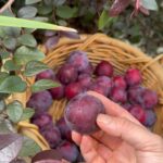 Poh Ling Yeow Instagram - For me, Summer in Australia is all about the stone fruit 🤩. Just a small but quality yield of Santa Rosa plums this year.