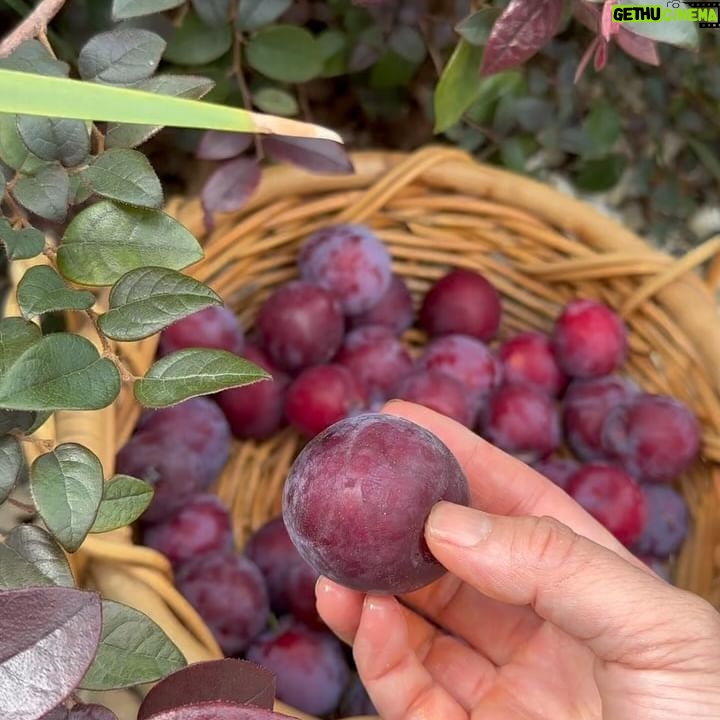 Poh Ling Yeow Instagram - For me, Summer in Australia is all about the stone fruit 🤩. Just a small but quality yield of Santa Rosa plums this year.