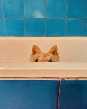 Poh Ling Yeow Instagram - 🛁 the loaf doesn’t like baths much 🫢

#scottie #scottiesofinstagram ##wheatenscottie #scottishterrier #scottishterriersofinstagram #dogsofinstagram