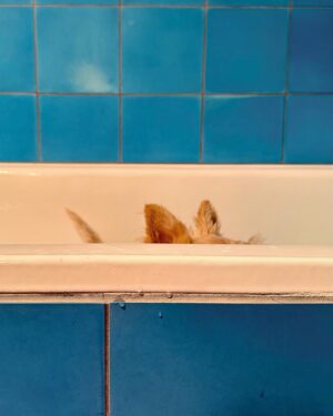 Poh Ling Yeow Instagram - 🛁 the loaf doesn’t like baths much 🫢

#scottie #scottiesofinstagram ##wheatenscottie #scottishterrier #scottishterriersofinstagram #dogsofinstagram