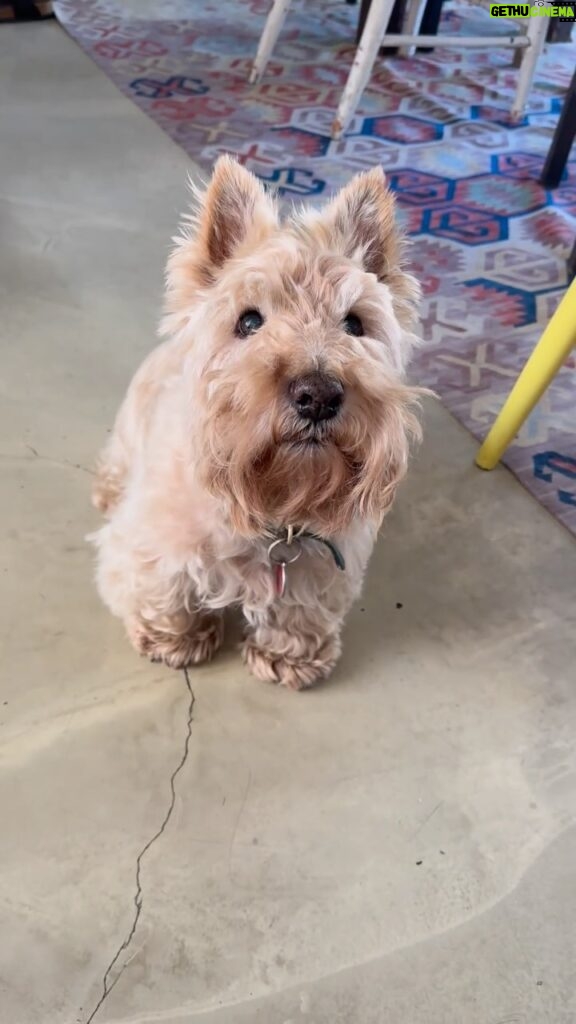 Poh Ling Yeow Instagram - Body slams on ‘down’ and then gets all awkies & can’t make eye contact with the treat or me when I tell him to hold off 😂. #rhinoandtim #scottie #scottiesofinstagram #scottishterrier #scottushterriersofinstagram #wheatenscottie #dogsofinstagram