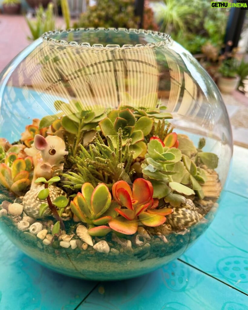 Poh Ling Yeow Instagram - Quick lil glow up for my terrarium before heading to @_jamface_ HQ . Creating little worlds was and still is such a constant source of wonder for me. All the shells in the terrarium were collected by mini me from age 9. Hope you find time for a small gesture of creativity today🌱😋🥧🍰 #garden #gardener