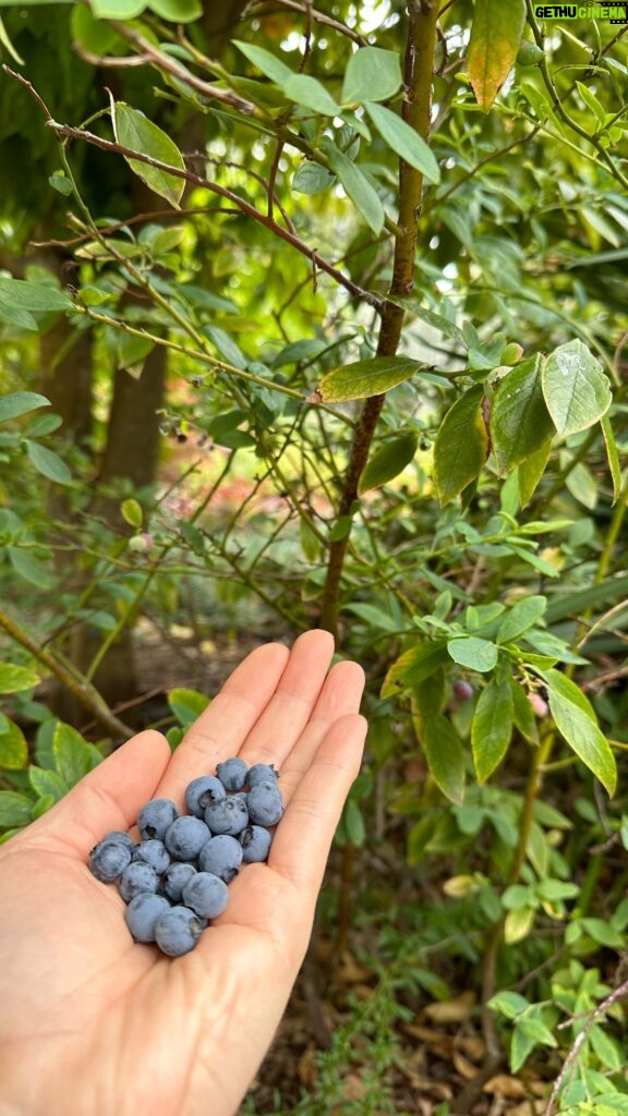 Poh Ling Yeow Instagram - The blueberries are always sparse but beautifully intense in flavour.