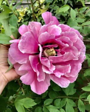 Polly Walker Instagram - A tree peony treat from my garden!