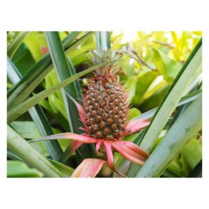 Portia Doubleday Instagram - Found a pineapple plant!!!🤤🍍