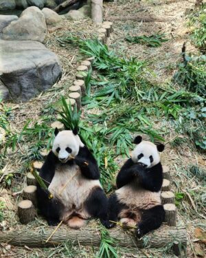 Priscelia Chan Instagram - So happy to finally see 🐼 #叻叻 & Mummy 🐼 #嘉嘉 on my birthday 😍😍😍 Thank you #ATmyhubbybuddybaby 🙆‍♀️😘❤️