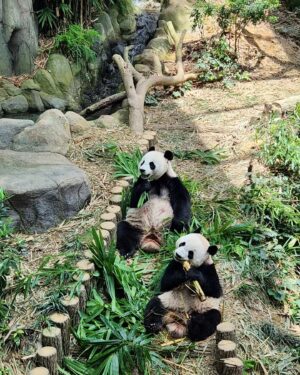 Priscelia Chan Instagram - So happy to finally see 🐼 #叻叻 & Mummy 🐼 #嘉嘉 on my birthday 😍😍😍 Thank you #ATmyhubbybuddybaby 🙆‍♀️😘❤️