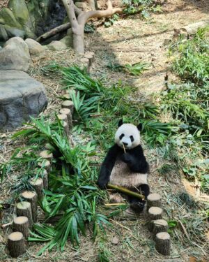 Priscelia Chan Instagram - So happy to finally see 🐼 #叻叻 & Mummy 🐼 #嘉嘉 on my birthday 😍😍😍 Thank you #ATmyhubbybuddybaby 🙆‍♀️😘❤️