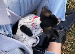 Priscilla Quintana Instagram - My little tiny everything. If love could’ve saved you, you would have lived forever. 

My life was better for knowing you 🤍 Soulmates come in all forms, shapes, and sizes. Mine happened to come the form of this tiny 5lb little girl. I was lucky enough to be her mama for 612 days, 14,664 hours & 879,840 minutes. I cherished every single one of them. If you knew me, you knew Roo, if you saw me, you saw Roo. We were connected at the hip. We did everything together, were absolutely inseparable. She was my best friend in the whole entire world and I was hers. 💗

Roo passed away completely unexpectedly last Thursday. But oh my god the time I had with this girl is the happiest I’ve ever been in my entire life and THAT is what matters. 

I miss this little girl with everything inside of me, but I’m so happy I got to be her mama for her short time on this earth. Until we meet again my lil Wooda 🐾🤍I love you, I love you, I miss you, I love you so much