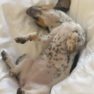 Priscilla Quintana Instagram - I know this is what you’ve all been waiting for. I present to you the one & only… bestest girl ever/ chapstick stealing/ toe biting/ endless kissing/ won’t let you sleep when you’re tired but it’s okay bc she’s so cute/ entire love of my life: ROO 🤍