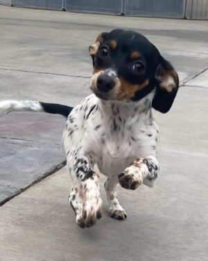 Priscilla Quintana Instagram - I know this is what you’ve all been waiting for. I present to you the one & only… bestest girl ever/ chapstick stealing/ toe biting/ endless kissing/ won’t let you sleep when you’re tired but it’s okay bc she’s so cute/ entire love of my life: ROO 🤍
