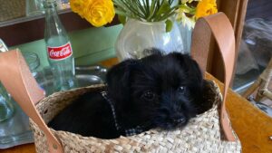 Rachel Hilson Instagram - me & my African American pup