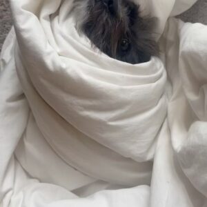 Rachel Hilson Instagram - Nov & Dec favorites. Let’s play match the description to the photo/video. Multiple right answers.

- Meryl Streep
- burrito
- of course
- harder than it looks
- don’t laugh, I’m being vulnerable 
- made by me
- Georgia’s New Mexico
- Sandias doing their namesake thing
- I was too late