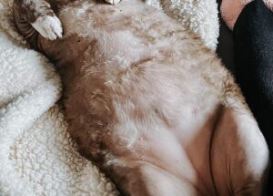 Rachel Miner Instagram - “I have lived with several Zen masters -- all of them cats.” 
― Eckhart Tolle

“The smallest feline is a masterpiece.” 
― Leonardo da Vinci  #Caterday