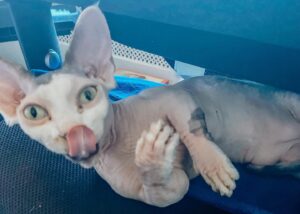Rachel Miner Instagram - “I have lived with several Zen masters -- all of them cats.” 
― Eckhart Tolle

“The smallest feline is a masterpiece.” 
― Leonardo da Vinci  #Caterday