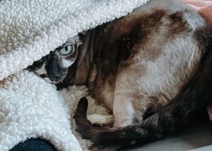 Rachel Miner Instagram - “I have lived with several Zen masters -- all of them cats.” 
― Eckhart Tolle

“The smallest feline is a masterpiece.” 
― Leonardo da Vinci  #Caterday