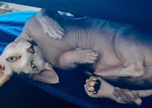 Rachel Miner Instagram - “I have lived with several Zen masters -- all of them cats.” 
― Eckhart Tolle

“The smallest feline is a masterpiece.” 
― Leonardo da Vinci  #Caterday