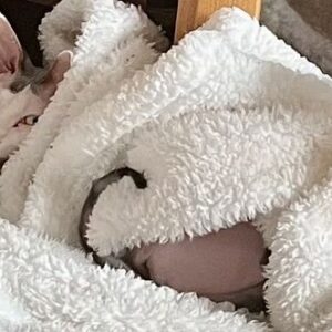 Rachel Miner Instagram - “I have lived with several Zen masters -- all of them cats.” 
― Eckhart Tolle

“The smallest feline is a masterpiece.” 
― Leonardo da Vinci  #Caterday