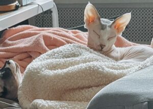 Rachel Miner Instagram - “I have lived with several Zen masters -- all of them cats.” 
― Eckhart Tolle

“The smallest feline is a masterpiece.” 
― Leonardo da Vinci  #Caterday