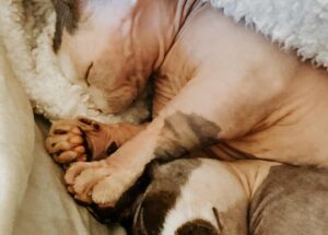 Rachel Miner Instagram - “I have lived with several Zen masters -- all of them cats.” 
― Eckhart Tolle

“The smallest feline is a masterpiece.” 
― Leonardo da Vinci  #Caterday