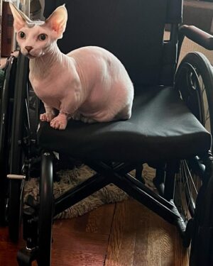 Rachel Miner Instagram - Today is #InternationalWheelchairDay and I am so grateful for the freedoms that mine affords me…also debatable if the wheelchair actually belongs to me, as the whole household benefits