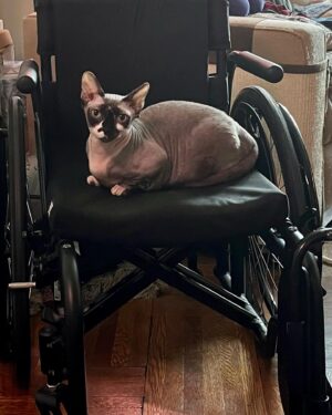 Rachel Miner Instagram - Today is #InternationalWheelchairDay and I am so grateful for the freedoms that mine affords me…also debatable if the wheelchair actually belongs to me, as the whole household benefits