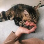 Rachel Skarsten Instagram - With a very heavy and quite frankly broken heart I said goodbye to my sweet Magnus yesterday. Anyone who follows me here is probably an animal lover so you know that pets can become more than just pets, they become family. Magnus was with me through many ups and downs, moved 6 times with me, made me smile/laugh every day even when I was sad, and from the minute I brought him home from the shelter he made himself right at home in my heart and life. Saying goodbye is inevitable when you have a senior animal, and it’s painful but so worth it. Thank you for adopting me Mags, there will only ever be one cat like you and I’m so grateful you spent your golden years with me.
