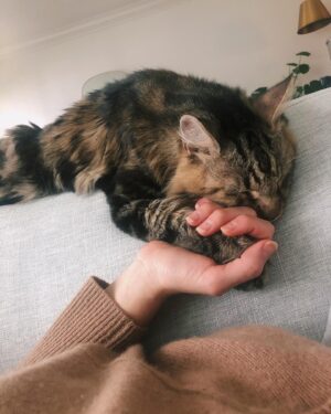Rachel Skarsten Instagram - With a very heavy and quite frankly broken heart I said goodbye to my sweet Magnus yesterday. Anyone who follows me here is probably an animal lover so you know that pets can become more than just pets, they become family. Magnus was with me through many ups and downs, moved 6 times with me, made me smile/laugh every day even when I was sad, and from the minute I brought him home from the shelter he made himself right at home in my heart and life. Saying goodbye is inevitable when you have a senior animal, and it’s painful but so worth it. Thank you for adopting me Mags, there will only ever be one cat like you and I’m so grateful you spent your golden years with me.