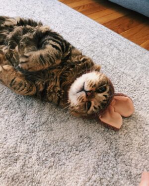 Rachel Skarsten Instagram - With a very heavy and quite frankly broken heart I said goodbye to my sweet Magnus yesterday. Anyone who follows me here is probably an animal lover so you know that pets can become more than just pets, they become family. Magnus was with me through many ups and downs, moved 6 times with me, made me smile/laugh every day even when I was sad, and from the minute I brought him home from the shelter he made himself right at home in my heart and life. Saying goodbye is inevitable when you have a senior animal, and it’s painful but so worth it. Thank you for adopting me Mags, there will only ever be one cat like you and I’m so grateful you spent your golden years with me.