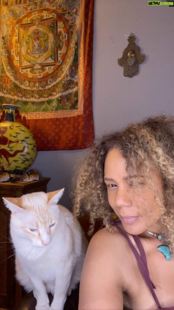 Rachel True Instagram - It’s cool for cats ⚡️ Mads the Dauphin Apparent, aka blue eyed devil, my familiar protector & me - anyone else have a flame point Siamese ? 🐈 I’ve always had seal & chocolate points because Siamese are the most dog like of gatos ⭐️⚡️⭐️ #racheltrue #catsofinstagram #flamepoint #flamepointsiamese