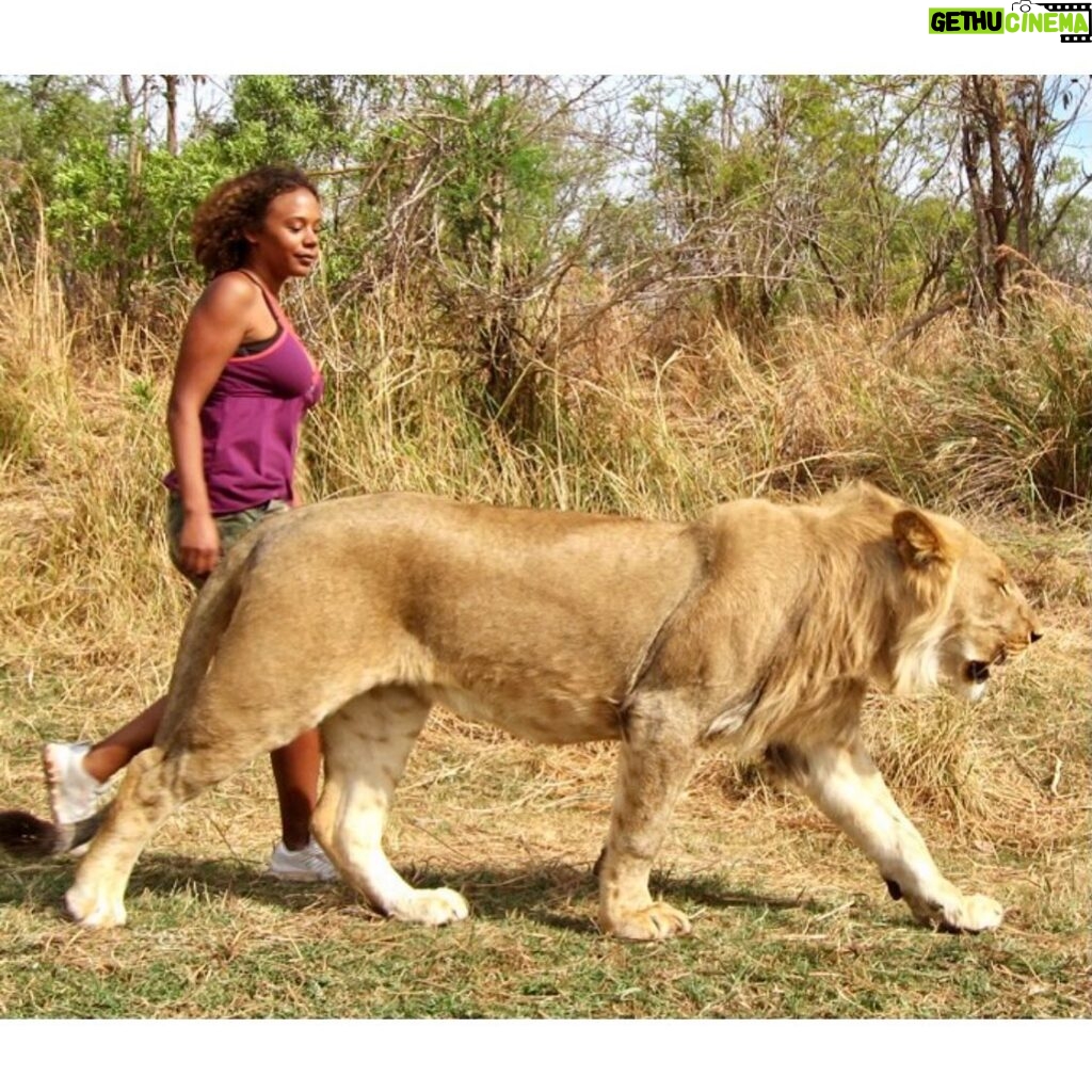 Rachel True Instagram - 🦁Sometimes I look at this #tb from #zimbabwe🇿🇼 to remind myself how I traveled in the before times & was brave & on some occasions even exhibited the right amount of strength 🦁 roar 🏴‍☠️💜 💥 Happy Beltane!! #racheltrue #lion #lionking #zimbabwe #strengthtarotcard