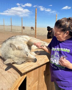 Raquel Pennington Instagram - Took the fam bam out to the @mattersvillevets wolf/wolf dog sanctuary ❤️ #TeamRocky #mattersville #veterans #mentalhealth #wolf #wolfdog #rescue #coloradolife #family