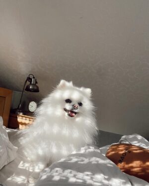 Rawell Saiidii Instagram - Snow, mon ange à quatre pattes, a surgi dans ma vie lorsque les ombres menaçaient d'engloutir mon cœur déjà meurtri par la perte d'un être cher. À l'approche d'une période difficile, Noël, je ne m'attendais pas à une nouvelle aventure, mais le destin en avait décidé autrement. Un simple appel téléphonique a transformé le cours de ma vie.

Il était là, un petit être vulnérable, sauvé des griffes d'un sombre trafic de chien. Des nuits blanches aux urgences ont suivi, des moments incertains où la vie de Snow pendait par un fil. Mais à travers chaque épreuve, notre lien s'est renforcé. Snow est devenu bien plus qu'un compagnon à quatre pattes, il est devenu mon ancre, ma bouée dans l'océan tumultueux de la dépression.

Son amour inconditionnel, manifesté par un regard réconfortant et des instants partagés, a été la lumière dans mes jours les plus sombres. Snow, avec son caractère unique, est bien plus qu'un chien. Il est mon confident silencieux, mon ange gardien. Sa présence, rassurante et protectrice, m'a ramenée à la vie.

Au fil du temps, nous avons développé une complicité profonde, se comprenant mutuellement d'un simple regard. Snow ne se livre pas à tous, mais il a choisi de s'ouvrir à moi, créant un lien indescriptible. Parfois, il met de côté ses croquettes, attendant patiemment mon retour, exprimant son amour avec une fidélité inébranlable.

Chaque instant avec lui est une explosion d'amour, une bouffée de joie qui transcende les mots. Mon compagnon à quatre pattes, mon ami loyal, je l'aime d'un amour indescriptible. Nous sommes liés, âme à âme, pour l'éternité. #SnowMonSauveur #ComplicitéProfonde #AmourInconditionnel #LienÉternel 🦴🐾🐶🐩