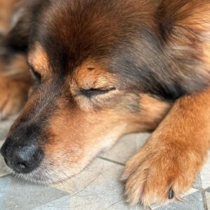 Rebecca Lina Instagram - Darf ich vorstellen, das ist Charly ( lustigerweise schon der zweite Charly Hund den wir gefunden haben ) 
Er ist uns quasi zugelaufen und hatte einen schönen Tag hier bei und mit uns. Ich hätte ihn tatsächlich liebendgerne hier einziehen lassen. Aber natürlich haben wir alles versucht um seine echten Besitzter ausfindig zu machen ( leider war er nicht gechipt- und hatte eine Steuernummer aus einer ganz anderen Stadt) die Besitzerin ist auch erst heute Abend mal auf die Idee gekommen nach ihrem Hund zu suchen ( #nowordsneeded ) wir haben echt alles gemacht ( Tasso , Polizei, Ordnungsamt , Facebook ( danke an meine liebste Nachbarin an dieser Stelle, mein Mann hat 27 Telefonate geführt ) 
Das rührende war der Moment als Charly und ich uns tief  in die Augen schauten und so viel Wärme und Liebe zwischen uns war, das ich Gefühl hatte, diese Begegnung sollte sein. Als er dann gerade abgeholt wurde,  hat er sich von uns allen so richtig richtig schön verabschiedet. Ich kann auch nicht behaupten, dass er sich übermäßig gefreut hat, das er abgeholt wird. Dieses liebe Tier hätte auch sehr sehr gut zu uns gepasst, ich kann mir gut vorstellen das er uns ganz bald wieder besuchen kommt, das Loch im Zaun ist ja noch da und hier ist es einfach sehr schön für ihn gewesen.
Also langweilig wird es bei uns nicht …… nie