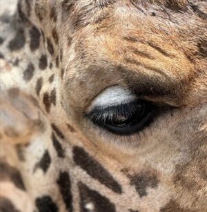 Rebecca Lina Instagram - Fast drei Wochen rote Erde in Kenia - wie haben so viele Tiere gesehen, so viel erlebt und werden die Erinnerungen tief in unseren Herzen tragen. Ich teile in den nächsten Tagen ein wenig Kenia Bilder, während wir dort waren, war es oft nicht möglich, denn mein Telefon war selten in meinen Händen und fast nie in irgendwelchen Apps. Grounded Deluxe - und es hält auch noch an….
Alles Liebe, Rebecca
