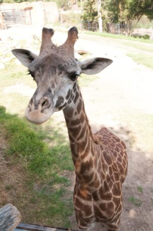 Rebecca Metz Instagram - Just saw the news that Audrey died last night. It may seem strange to mourn a giraffe, but Audrey meant a lot to me. She–specifically a photo of her beaming proudly between a bride and groom–is the reason I latched on to the idea of getting married at @santabarbarazoo. And why we’ve ended up with a lot of weird & beautiful giraffe art/tchotchkes. And this photo of Dad feeding her… Well. It’s precious to me. Goodbye, sweet Audrey. Rest easy.