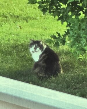 Rebecca Metz Instagram - Back in NJ for dad’s memorial and this neighborhood chonk is back too. He’s not into me, you understand. He just happens to like hanging out wherever I am. It’s cool, don’t even worry about it.
