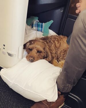 Rebecca Breeds Instagram - We out. ✈️🐶💗🐑