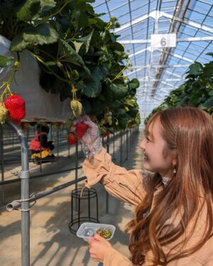 Reika Saiki Instagram - ✨🍓✨