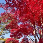 Reika Oozeki Instagram - . この前マミポとばあちゃん2人を連れて 一緒に紅葉見てきた🍁 綺麗だった〜🫶🏻 久しぶりの女子会でドライブがてら 沢山歩いて話して楽しかったな。 ずっと元気でいてほしい😚 マミポ地図好きすぎて一生1人で公園の地図 見ながらあれがこれでって話してて おもしろ可愛かったwww みんなずっと話してるし、 話すぐ変わるし騒がしい笑 女子会って結局騒がしくなるよね😂 #紅葉